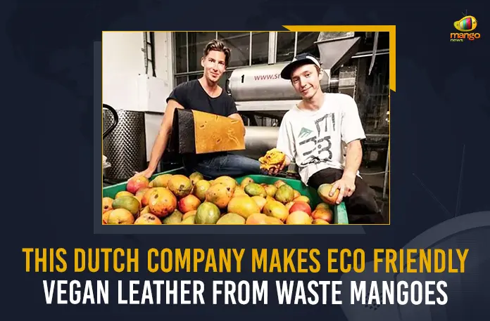 Dutch company named Fruitleather is turning waste mangoes into a textile, Fruitleather Dutch company is turning the wasted mangoes into vegan leather, Dutch Company Makes Eco Friendly Vegan Leather From Waste Mangoes, Eco Friendly Vegan Leather From Waste Mangoes, Dutch Company Makes Eco Friendly Vegan Leather, Dutch company Fruitleather, Eco Friendly Vegan Leather, Waste Mangoes, Dutch Company, Fruitleather company, vegan leather, Fruitleather company News, Fruitleather company Latest News, Fruitleather company Latest Updates, Fruitleather company Live Updates, Mango News,