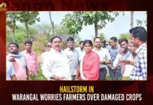 Hailstorm In Warangal Worries Farmers Over Damaged Crops,Hailstorm In Warangal Worries,Farmers Over Damaged Crops,Farmers Worries In Warangal,Mango News,Hailstorm Leaves Farmers in Tears,Rains Destroy Standing Harvested Crops,Rain Hailstorm Cause Heavy Damage,Farmers Suffering Due To Damaged Mirchi Crops,Mirchi Farmers Concerns With Crop Damage,Warangal Latest News,Warangal Live News Today,Warangal Farmers Latest News and Updates